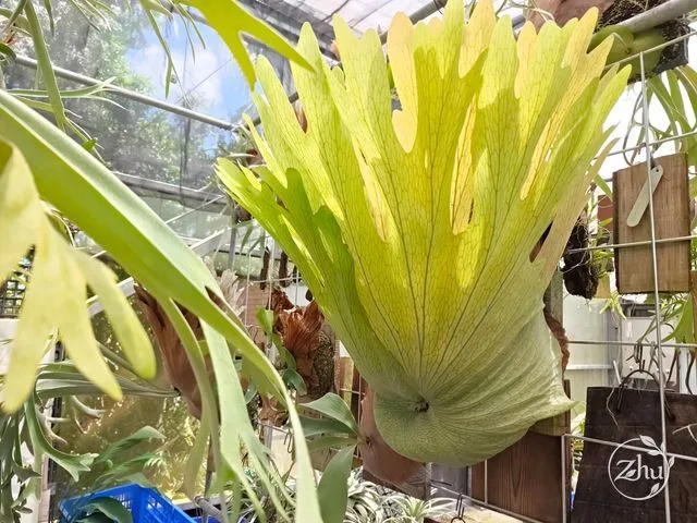 單芽型鹿角蕨女王的營養葉
