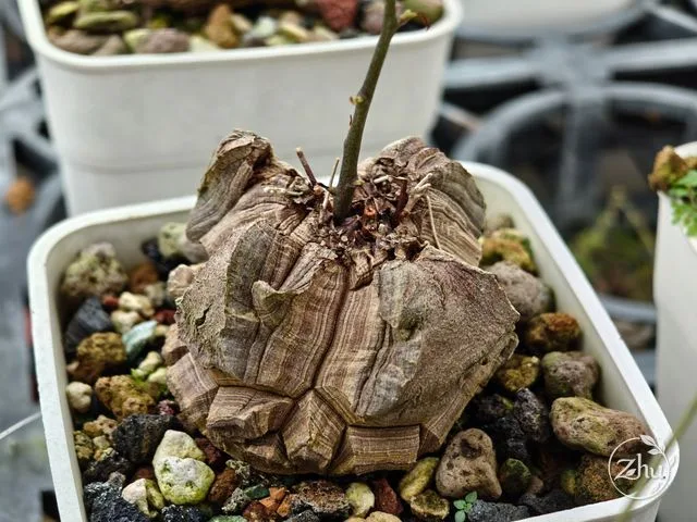 塊莖呈四稜狀的南非龜甲龍
