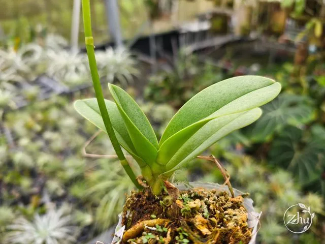 朵麗蘭植株挺立,花梗從葉腋中抽出