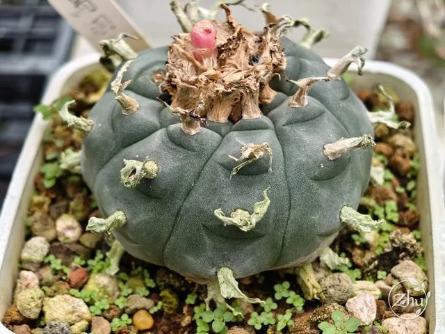 烏羽玉全身照