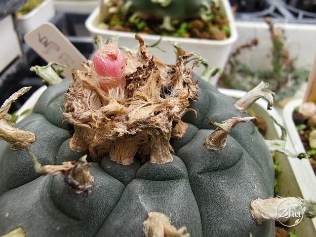烏羽玉冠部近照，冠部還有果實