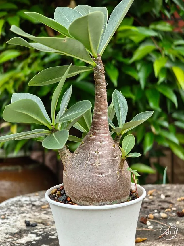 紫皮的沙漠玫瑰