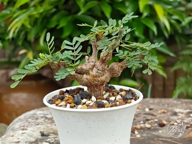 整體植株很粗壯的沙漠蘇木
