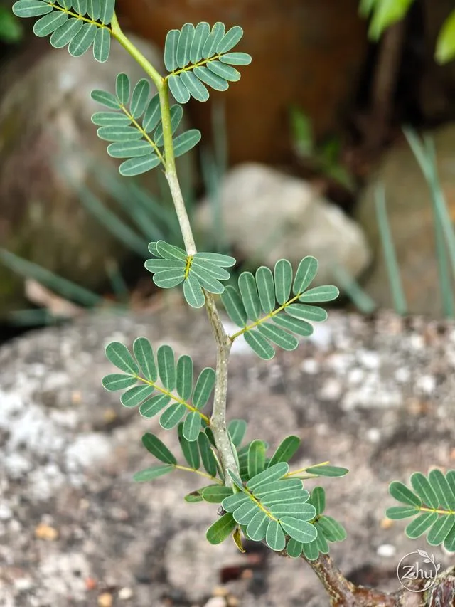 沙漠蘇木一年生的綠色枝條