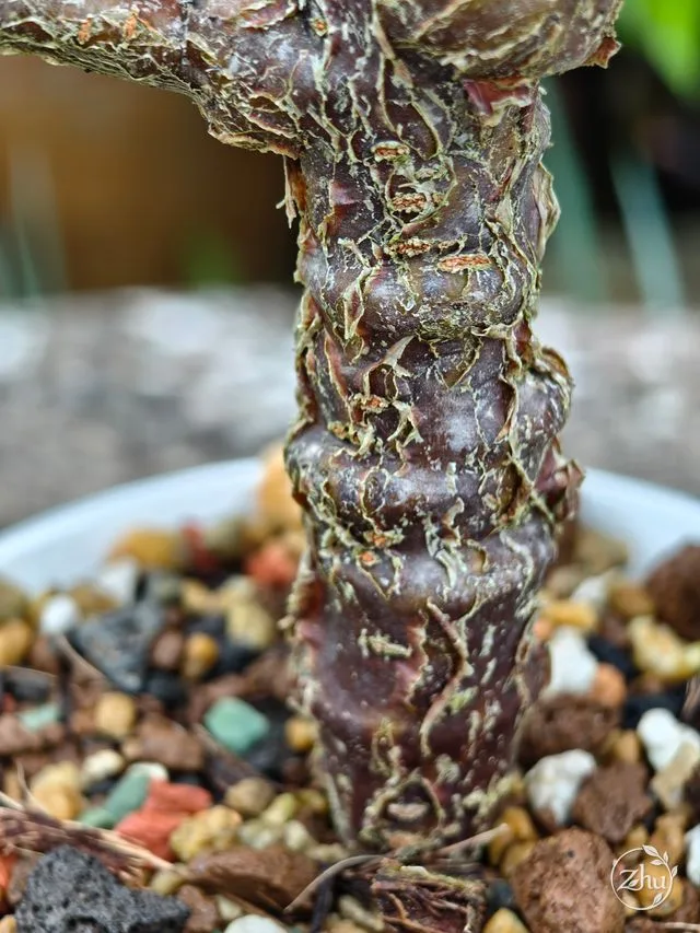 沙漠蘇木的樹皮