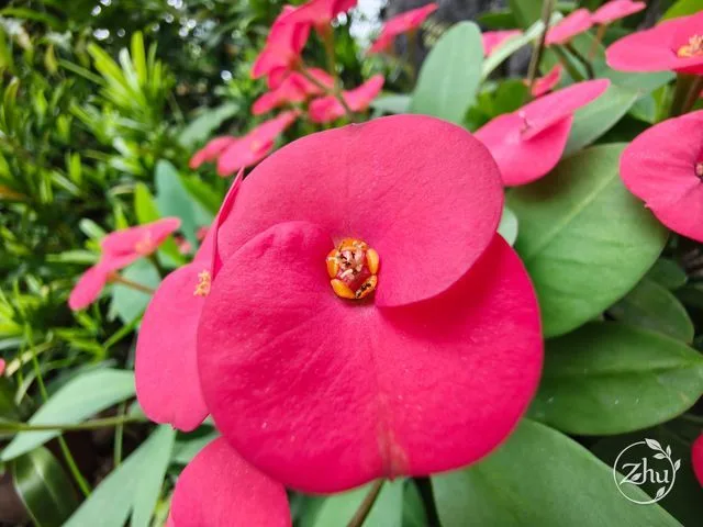 麒麟花的花朵近照