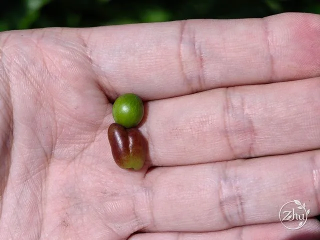 羅漢松的種子與種托,整體像披著袈裟的羅漢