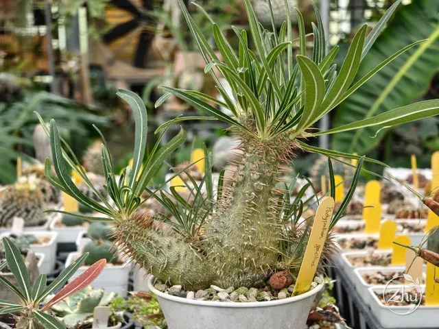 象牙宮的植株