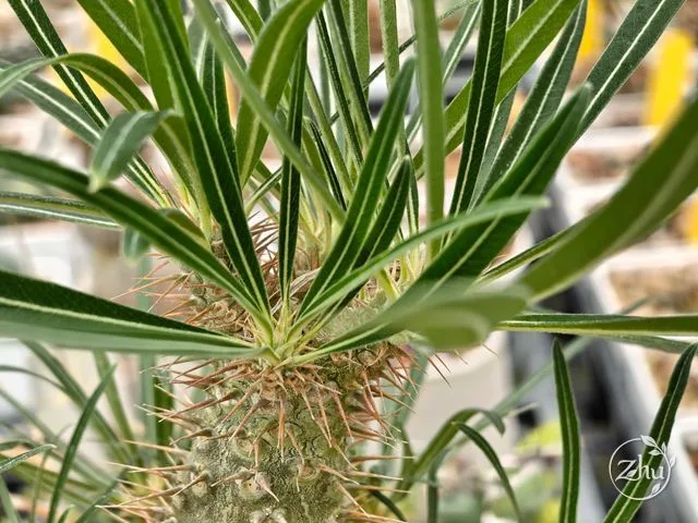 象牙宮頂端看起來要分支的樣子