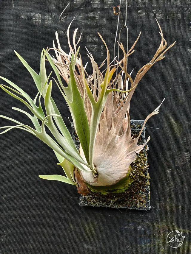 維奇鹿角蕨的成熟植株