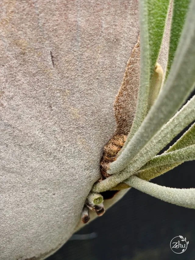 維奇鹿角蕨帶點褐色的芽頭