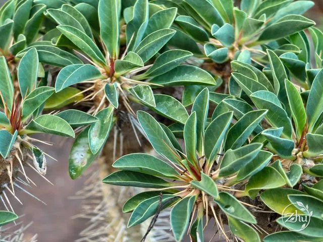 鬼棲閣的芽頂端