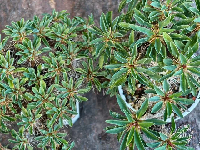 兩個鬼棲閣實生個體的差異