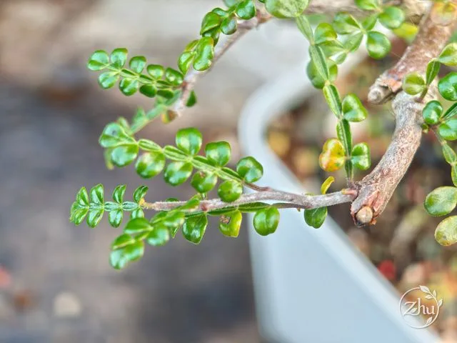 列加氏漆樹的葉片