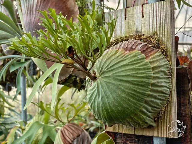 亞洲猴腦鹿角蕨的植株