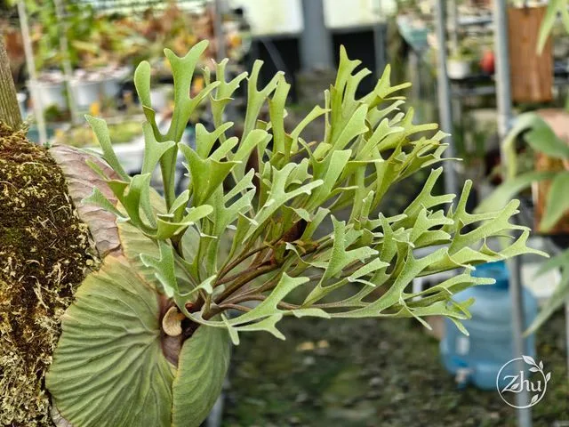 亞洲猴腦鹿角蕨的孢子葉