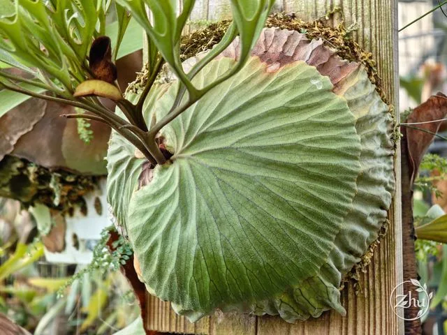 亞洲猴腦鹿角蕨的營養葉