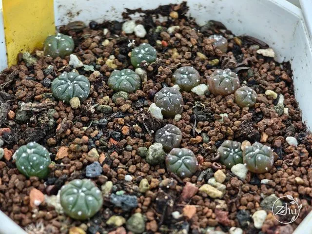 播種約 1 年的龜甲兜實生小苗