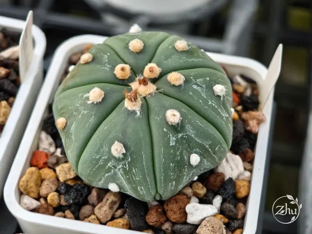 龜甲兜的實生苗