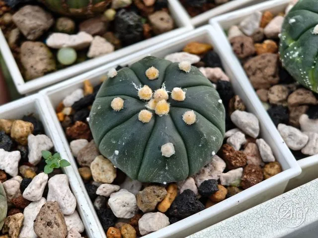 龜甲兜的實生苗