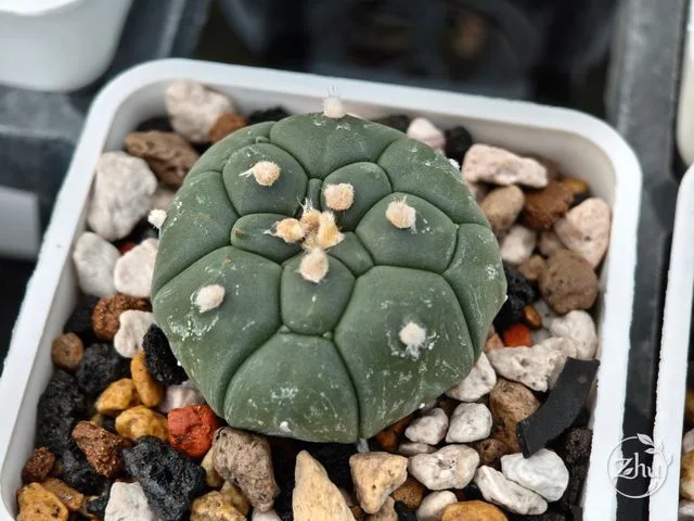 具明顯網狀龜甲紋路的龜甲兜實生苗