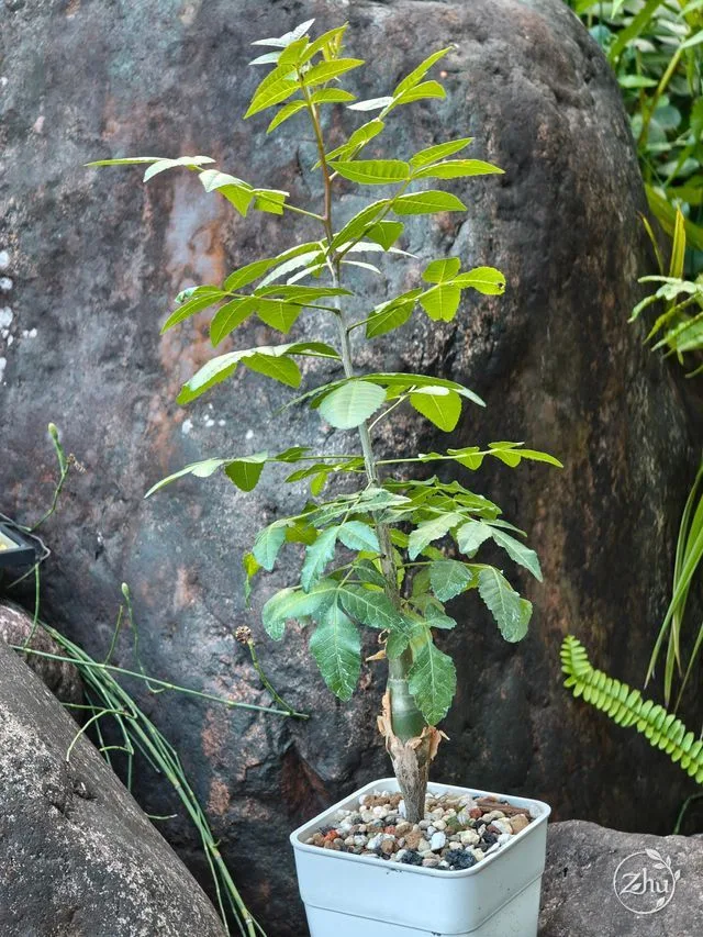芬芳橄欖的實生苗全株