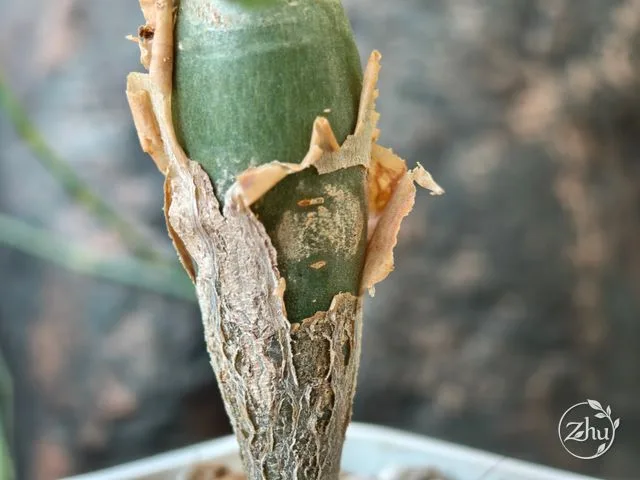 芬芳橄欖膨大基部的近照