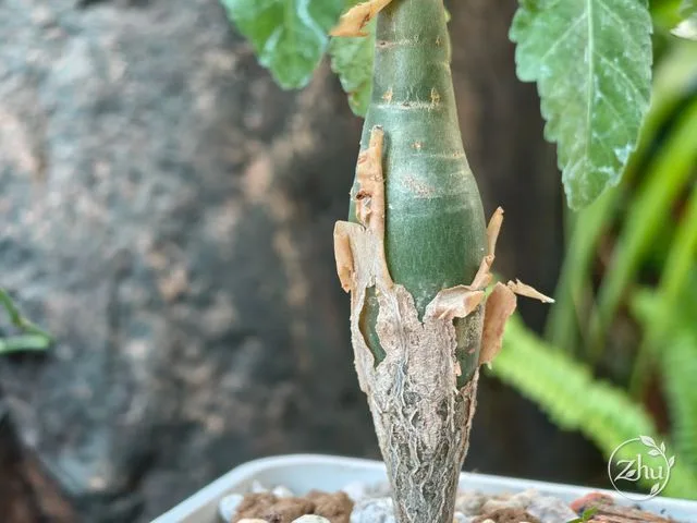 芬芳橄欖膨大的莖基部