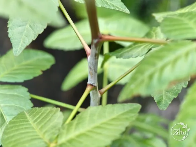 芬芳橄欖的葉梗與節