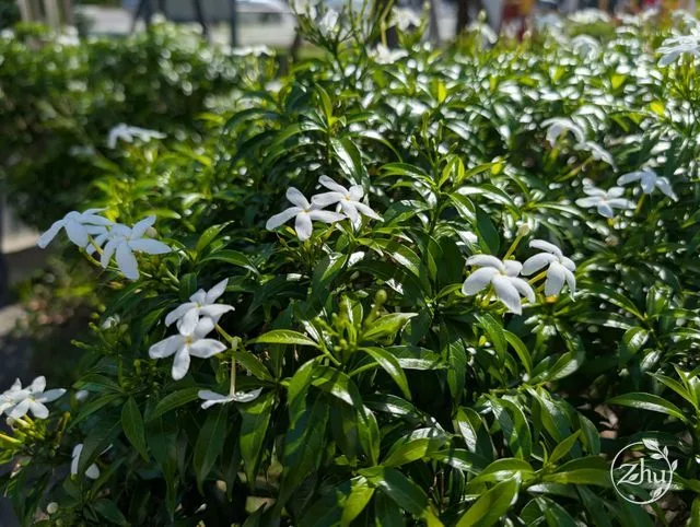 公園綠籬上盛開的珍珠馬茶花