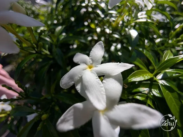 珍珠馬茶花的花朵近照