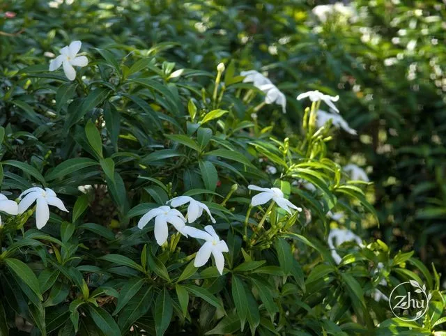 開滿白花的珍珠馬茶花綠籬