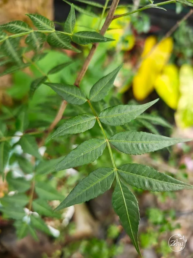 葉形較尖的另一批芬芳橄欖