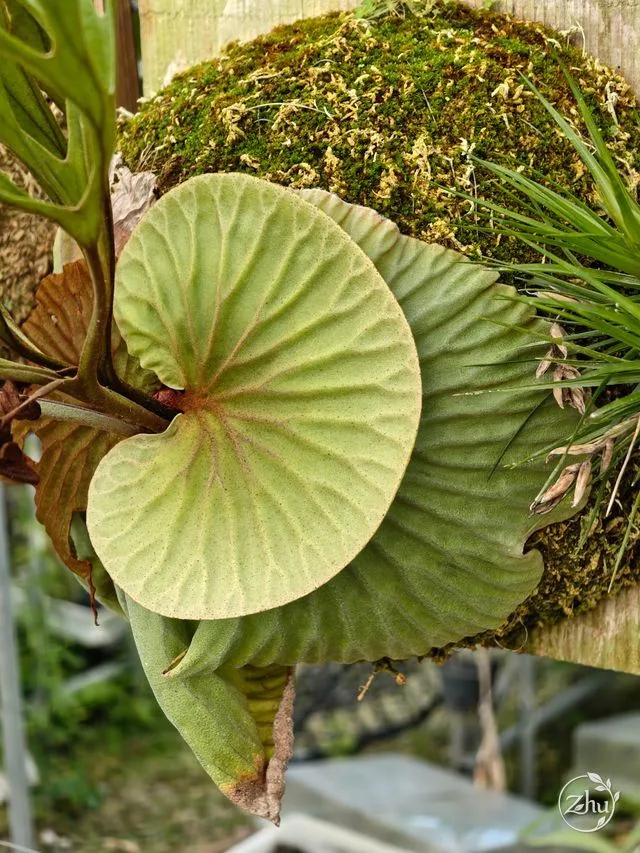 亞洲猴腦鹿角蕨紋路明顯的營養葉
