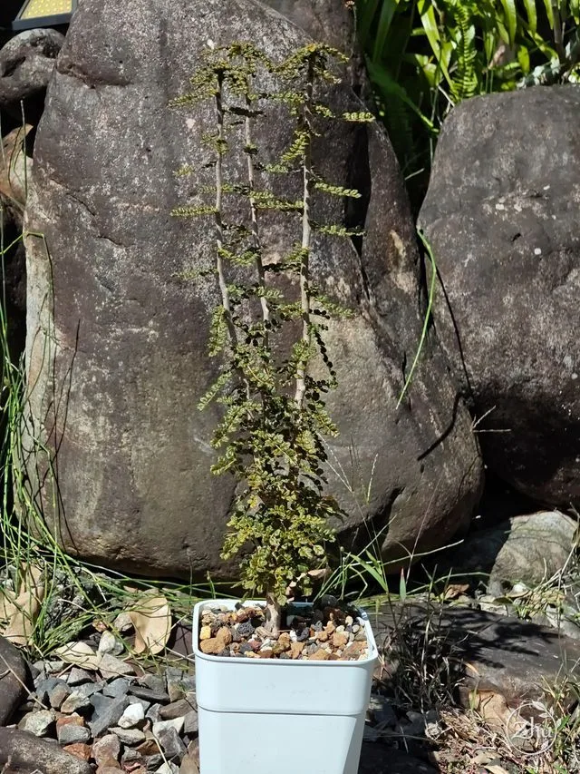 泡泡葉沒藥的盆栽全株