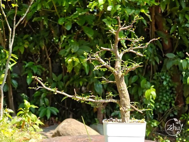 列加氏漆樹的植株