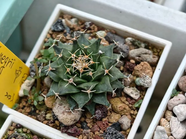 帝冠仙人掌的實生小苗