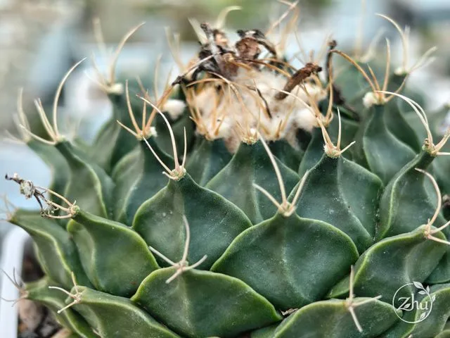 帝冠仙人掌的植株頂部