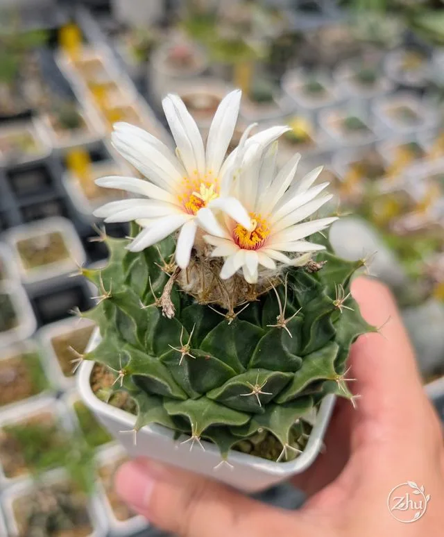 帝冠仙人掌開花