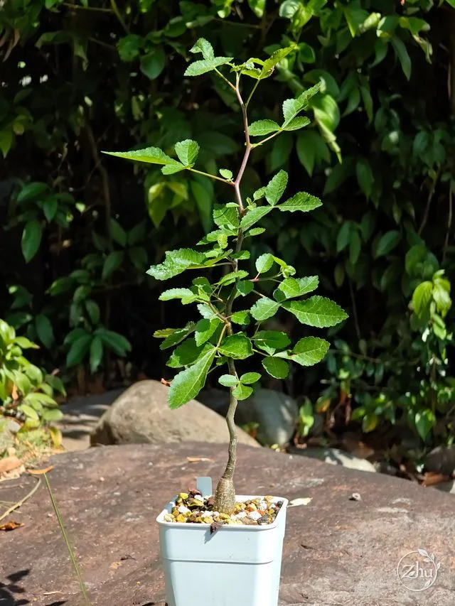 A whole seed-grown Bursera hindsiana plant
