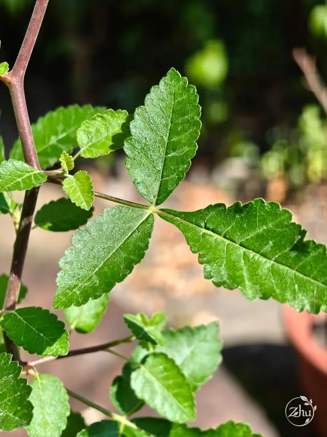 The trifoliate leaves of Bursera hindsiana