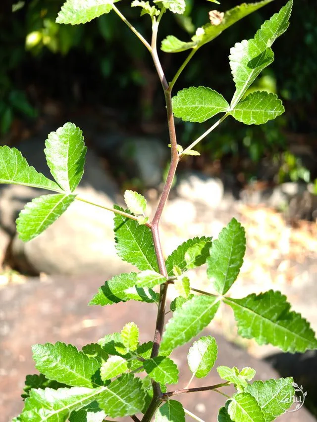 The stem and leaves of Bursera hindsiana