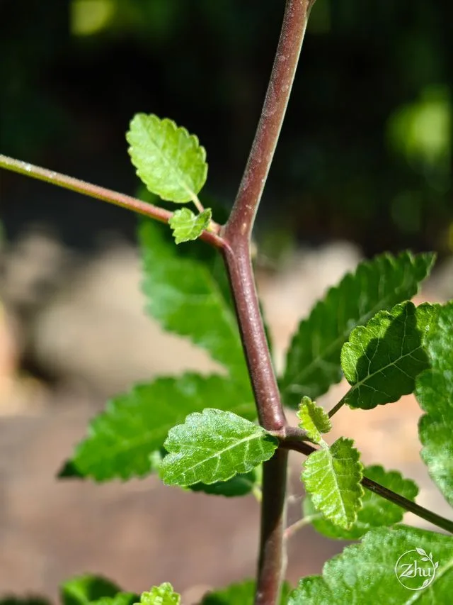 The red-brown stems of Bursera hindsiana