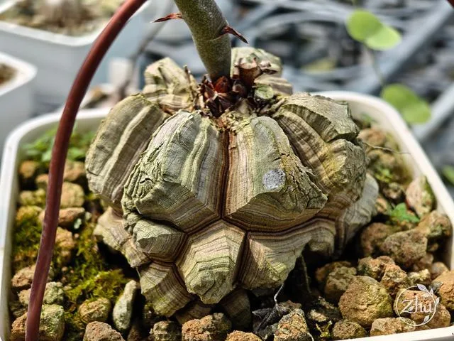 An elephant's foot caudex leaning toward the pineapple bun form, with more prominent raised cracks