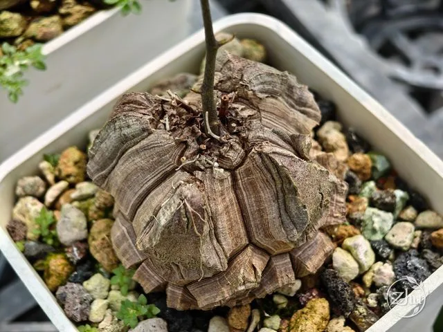 An elephant's foot caudex in a four-angled form
