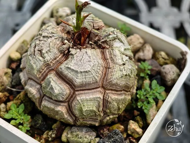 An elephant's foot caudex in the pineapple bun form, cracks not yet raised