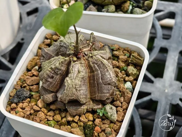 An elephant's foot caudex with petal-like cracks