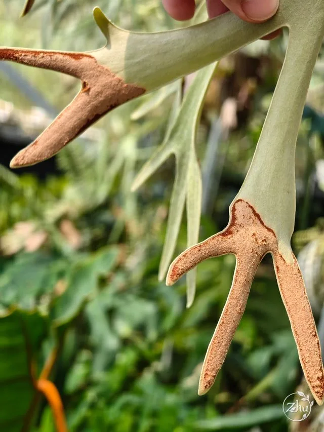 園藝選拔株藍猴的孢子囊