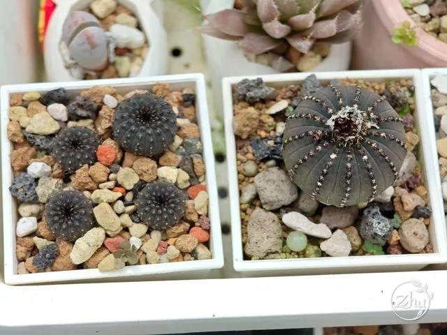 士童成熟株與小苗相比
