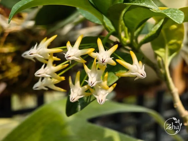 A close-up of the Hoya multiflora inflorescence